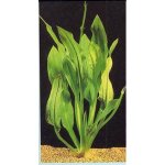 Echinodorus parviflorus - Šípatkovec malokvětý – HobbyKompas.cz Echinodorus parviflorus - Šípatkovec malokvětý – HobbyKompas.cz