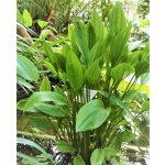 Echinodorus inpai - Šípatkovec inpai – Sleviste.cz