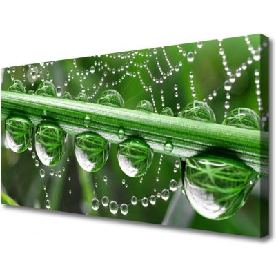 Obraz na plátně Pavučina Kapka Rostlina 100x50 cm