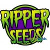 Semena konopí Ripper Seeds - Zombie Kush Auto semena neobsahují THC 3 ks