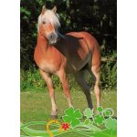 Pohlednice Kůň 62 – Zboží Dáma