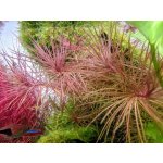 Pogostemon stellata - Pačule hvězdnatá – HobbyKompas.cz