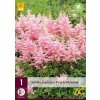 Osivo a semínko Maják Astilbe JAPONICA PEACH BLOSSOM (1 cibule) "B"