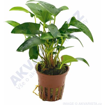 Anubias gracilis – Zboží Dáma