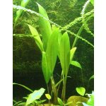 Anubias lanceolata - Anubis kopinatý – Zboží Dáma