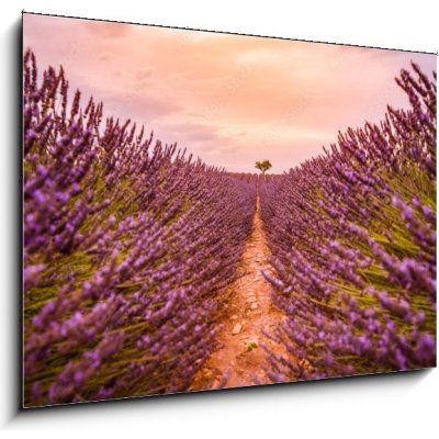 Obraz 1D - 100 x 70 cm - Dramatic sunset landscape. Tree in lavender field at sunset in Provence, France – Zbozi.Blesk.cz