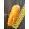 Osivo a semínko Habanero Peach 20-c5-1-2 (chilli semena) 1 ks