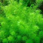 Myriophyllum sp. Guyana – Sleviste.cz