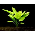 Echinodorus horizontalis - Šípatkovec horizontální – Sleviste.cz