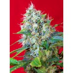 Sweet Seeds Green Poison semena neobsahují THC 3 ks – Hledejceny.cz