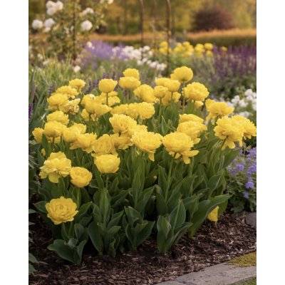 Tulipán 'Yellow pomponette' 5 ks Velikost hlíz: 10/11 – Sleviste.cz