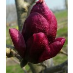 Magnolia 'Genie®' Prodejní velikost: 050/060, Velikost hrnku: 5 l – Sleviste.cz