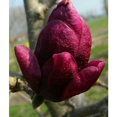 Magnolia 'Genie®' Prodejní velikost: 050/060, Velikost hrnku: 5 l – Sleviste.cz