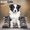 Kalendář Border Collie Puppies, 30,5 x 30,5 (30,5 x 61) cm 2025