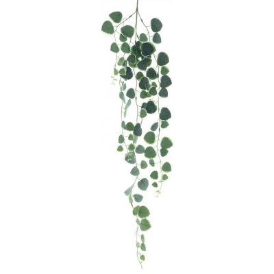 Fíkus - Ficus závěsný zelený délka 102 cm (N326441) – Sleviste.cz
