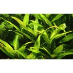 Hygrophila siamensis - Mokřanka siamská – Zboží Dáma