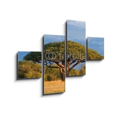 Obraz čtyřdílný 4D - 120 x 90 cm - African Acacia tree, Hwange National Park, Zimbabwe Africký strom akácie, národní park Hwange, Zimbabwe – Zboží Mobilmania