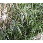 Cyperus alternifolius – Sleviste.cz