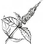 Alteya Organics Mátový olej 100% Bio Alteya 10 ml – Hledejceny.cz