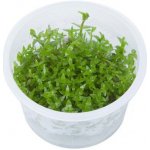 Gratiola viscidula – Zboží Dáma