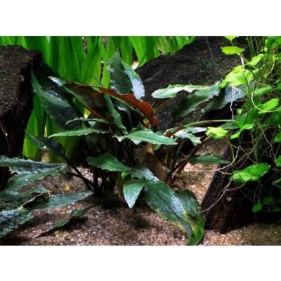 Cryptocoryne beckettii Petchii – Zboží Dáma