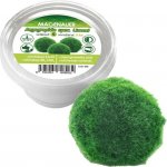 Cladophora aegagropila - Mechová koule – Hledejceny.cz