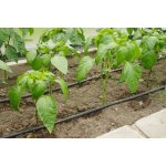 Limes Tandem kapková závlaha A – Zboží Dáma