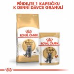 Royal Canin British Shorthair Adult 24 x 85 g – Zboží Mobilmania