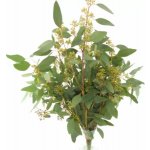 Blahovičník POLYANTHEMOS BERRIES 70 cm / 300 g – Zboží Dáma