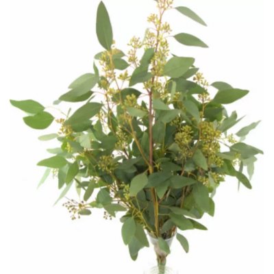 Blahovičník POLYANTHEMOS BERRIES 70 cm / 300 g – Zboží Dáma