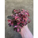 Oxalis růžový – Zbozi.Blesk.cz