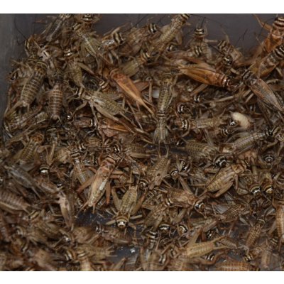 Cvrček banánový střední 1 dcl – Zboží Dáma