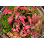 Fittonia Forest Flame 5,5 cm – Sleviste.cz