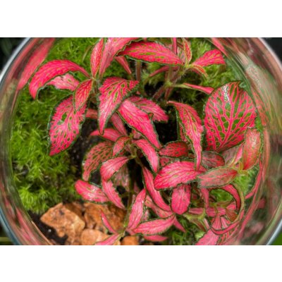 Fittonia Forest Flame 5,5 cm – Sleviste.cz
