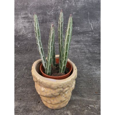 Stapelia stapeliiformis mini – Sleviste.cz