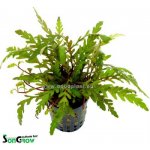 Hygrophila pinnatifida - Mokřanka peřenoklaná – Zboží Dáma