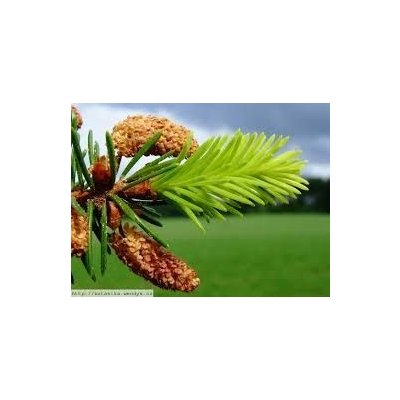 Sedmikráska bylinný sirup Smrk 500 ml – Hledejceny.cz