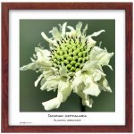 TRADAG Natura 30 x 30 hnědý – Zboží Živě