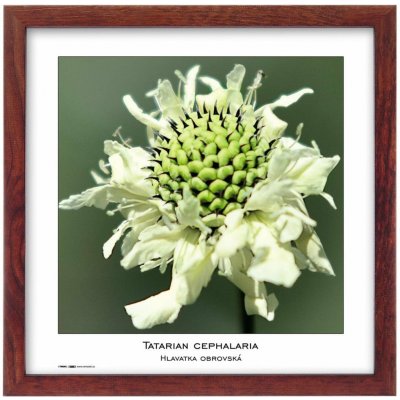 TRADAG Natura 30 x 30 hnědý – Zboží Živě