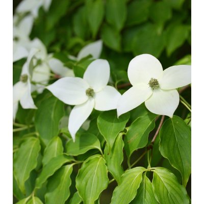 Dřín japonský - Cornus kousa - semena dřínu - 4 ks