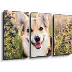 Obraz 3D třídílný - 90 x 50 cm - Happy and active purebred Welsh Corgi dog outdoors in the flowers on a sunny summer day. Šťastný a aktivní čistokrevný pes Welsh Corgi v – Zbozi.Blesk.cz