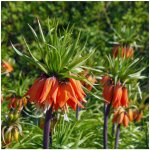 Řebčík královský Aurora - Fritillaria imperialis - cibuloviny - 1 ks – Zboží Dáma