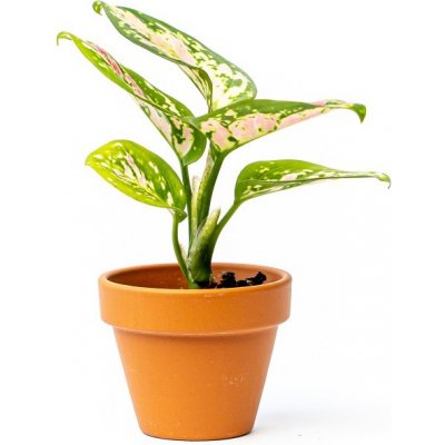 Gardners Aglaonema Red Valentine, průměr 6 cm Aglaonema, Spící panna – Sleviste.cz