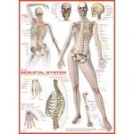 EuroGraphics Kosterní soustava The Skeletal System 1000 dílků – Sleviste.cz