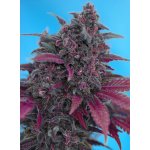 Sweet Seeds Dark Devil AUTO semena neobsahují THC 5 ks – Zboží Dáma