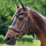 Waldhausen Obnosek lonžovací Anatomic hnědý – Zbozi.Blesk.cz