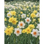 Mix narcisů 30 ks – Zboží Dáma