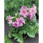 Incarvillea delavayi dvojostnice venkovní gloxínie – Hledejceny.cz