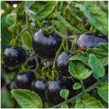 Rajče Indigo Blue Berries - Solanum lycopersicum - semena rajčete - 7 ks
