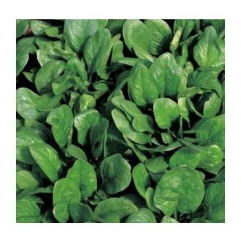 Špenát setý zelný Monnopa - semena špenátu - Spinacia oleracea - 50 ks